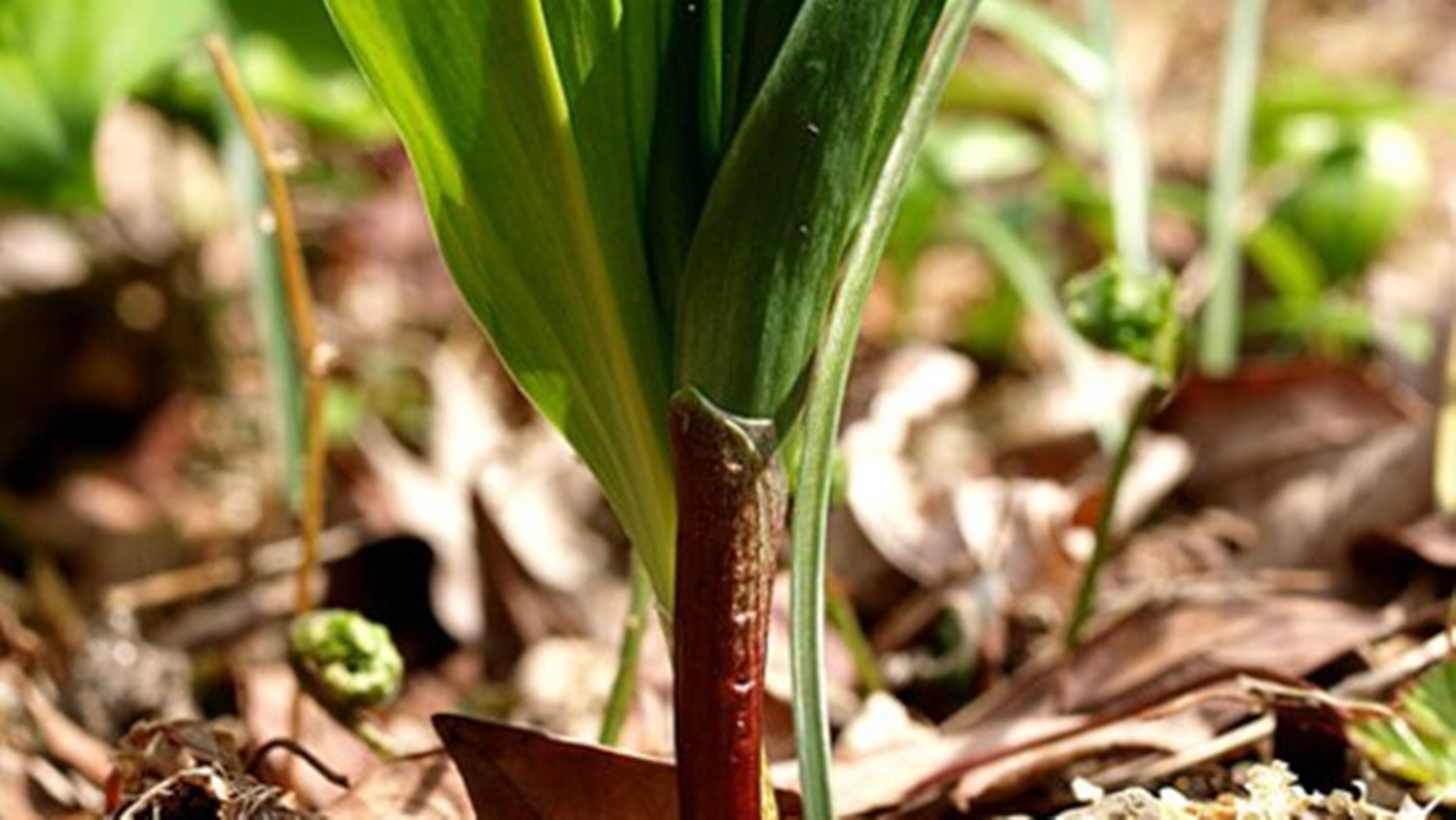 *【施設周辺】山菜（イメージ）当館周辺でも春の味覚があちこちに芽を出します。