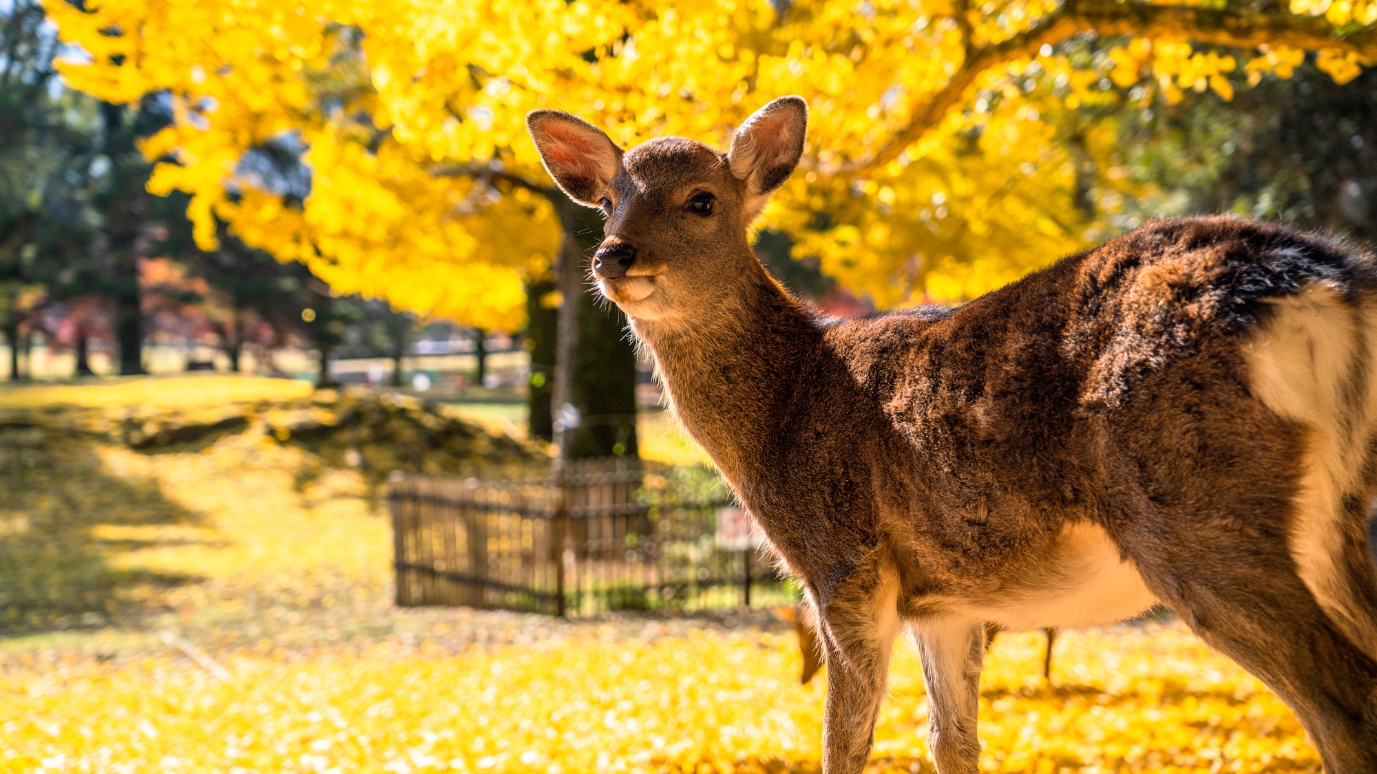 【当館から徒歩で30分】奈良公園：シカが暮らす広大な公園で、東大寺や春日大社など多くの観光スポット