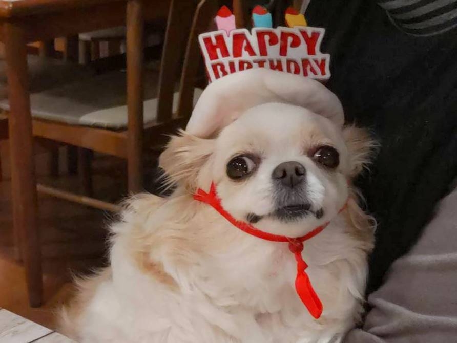 1日１組さま限定◆ワンちゃんの記念日プラン【静岡県産】の手作りのケーキ＆フォトフレーム