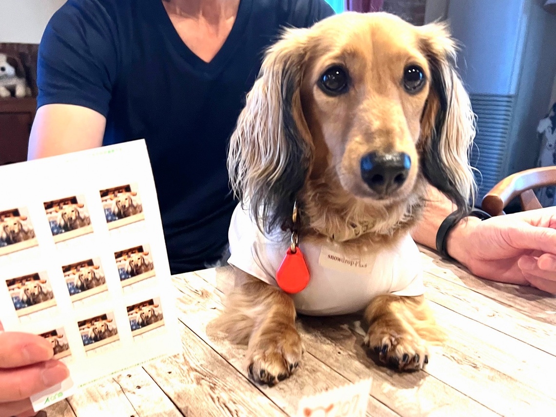わんこにご褒美★お留守番犬感謝プラン【静岡県産】の食材で作るワンコごはん１食付♪