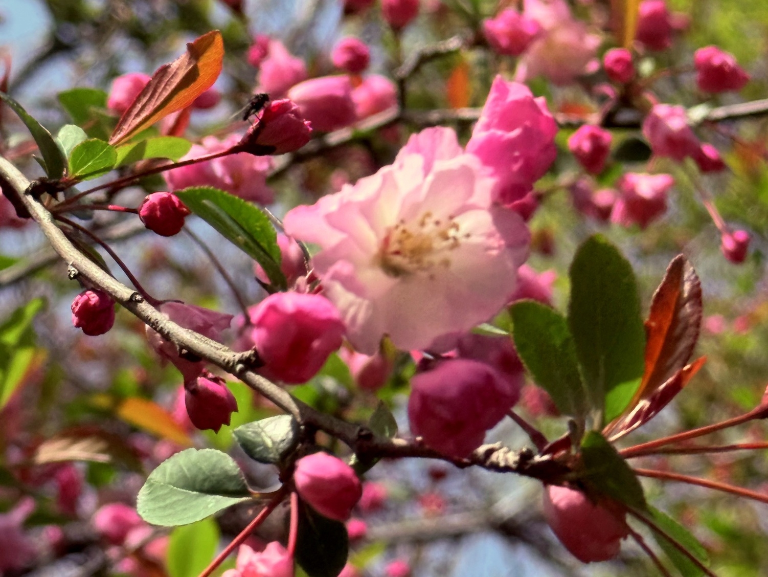 【祝】２０２６年春★進学・就職のご家族をみんなで応援！　おめでとうプラン