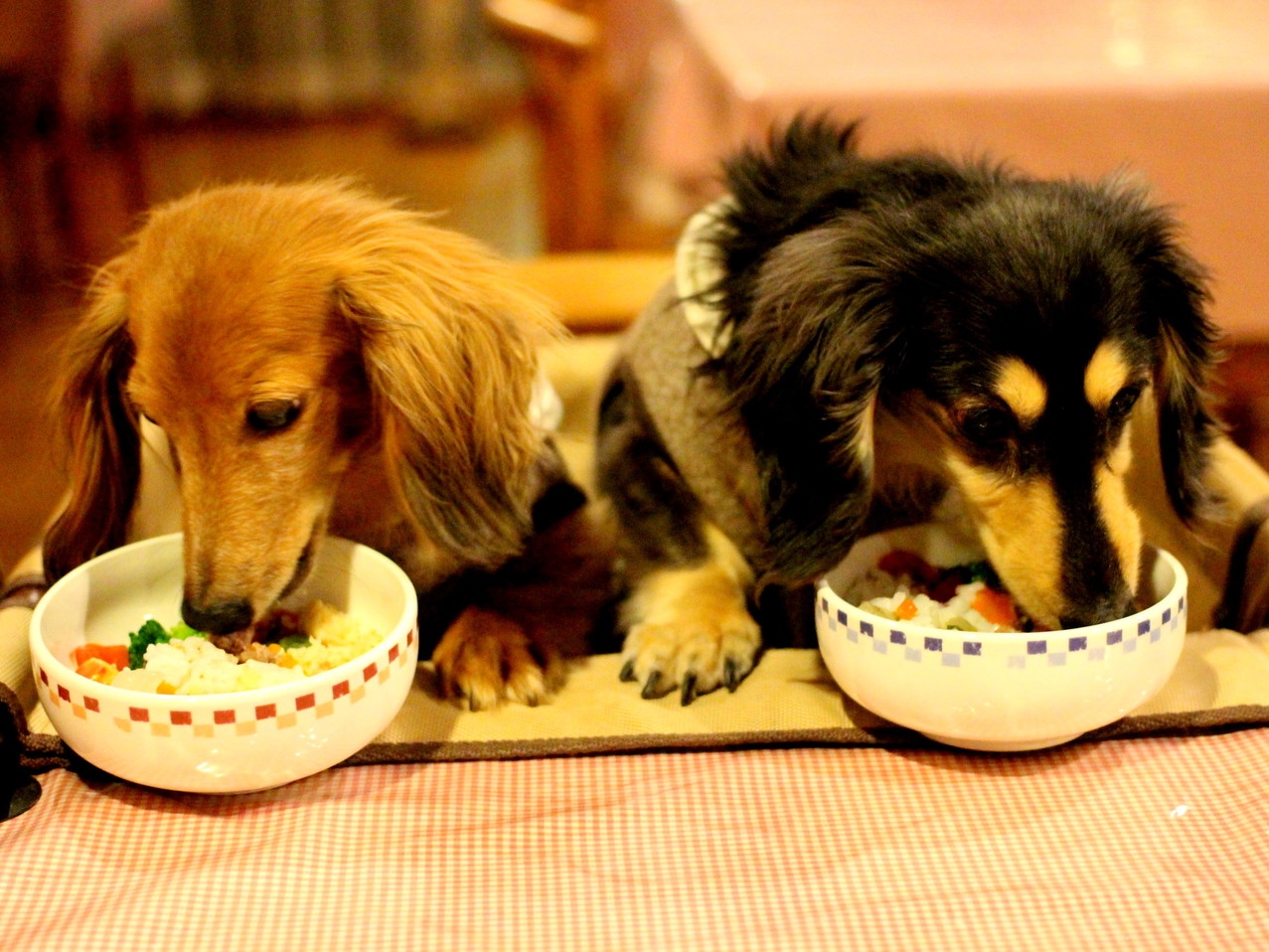わんこにご褒美★お留守番犬感謝プラン【静岡県産】の食材で作るワンコごはん１食付♪