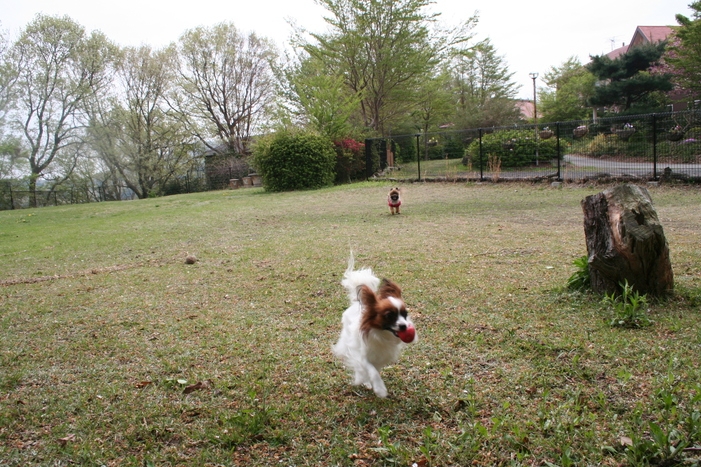 ☆看板犬見習い シェルティのマリーが応援☆　ワンちゃんの初めてのお泊りプラン♪