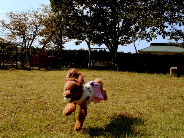 わんこにご褒美★お留守番犬感謝プラン【静岡県産】の食材で作るワンコごはん１食付♪