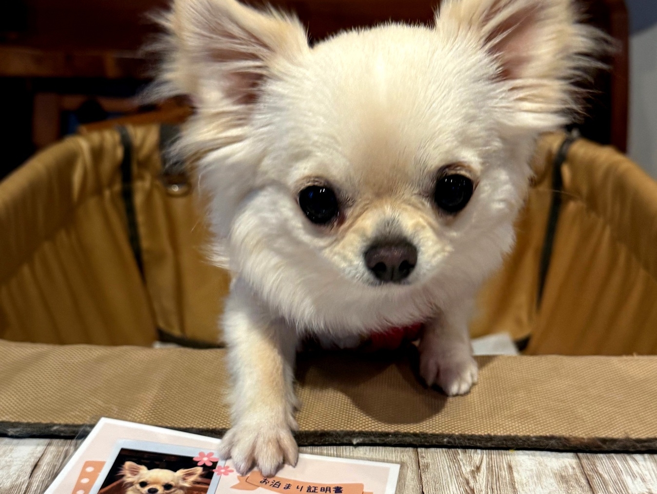 ☆看板犬見習い シェルティのマリーが応援☆　ワンちゃんの初めてのお泊りプラン♪