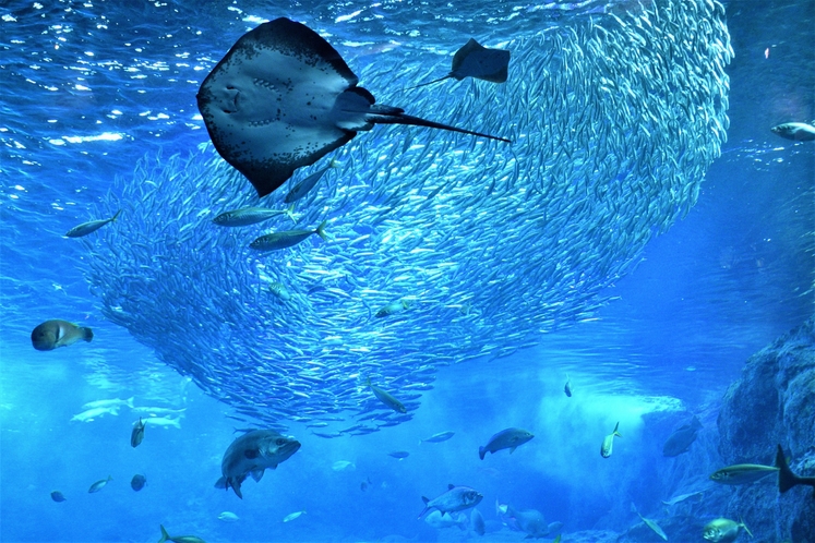 新江ノ島水族館