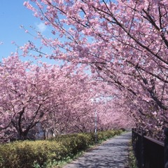 【周辺】河津桜