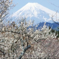 【周辺】修善寺 梅林