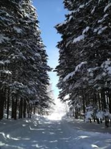 ニセコの冬景色