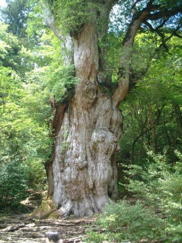 縄文杉