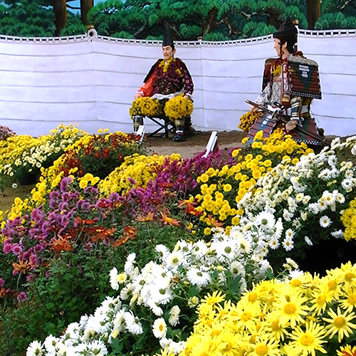 【横手市】豪華な菊人形祭りは例年10月下旬～11月上旬横手市で開催されます。