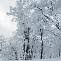 雪の季節もまた、幻想的