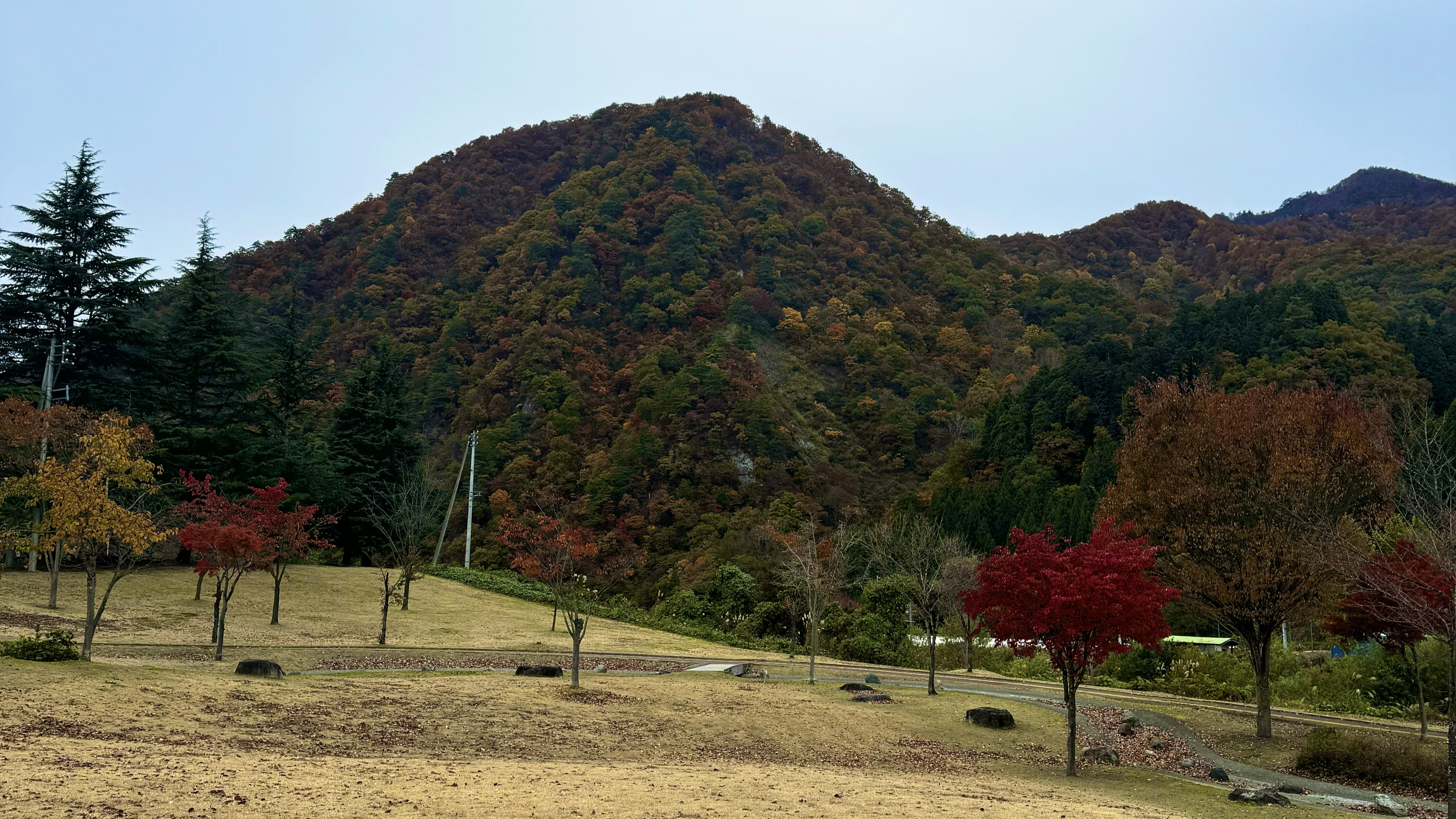 中央公園紅葉①