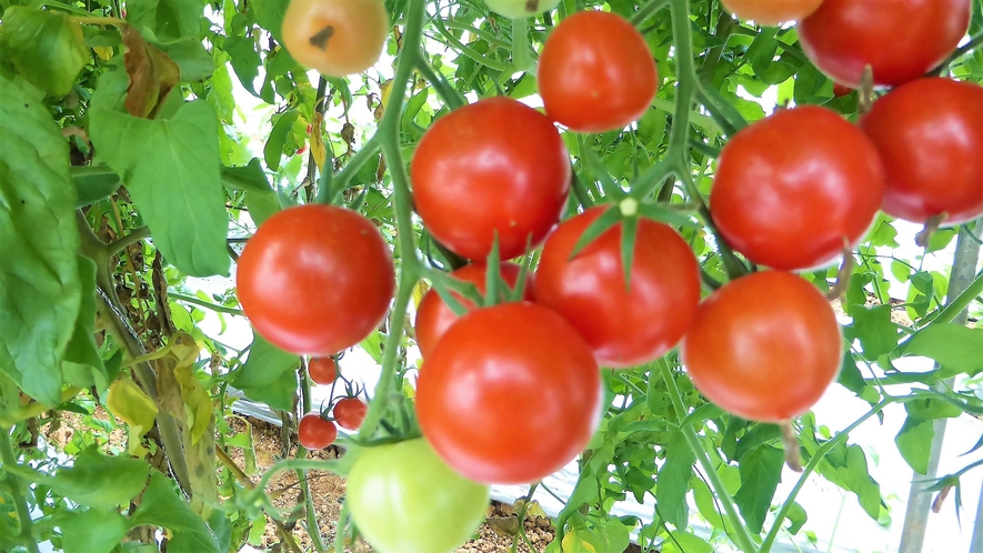 自家製野菜（トマト、ピーマン、ブロッコリー、ナスなどの野菜を栽培してます）