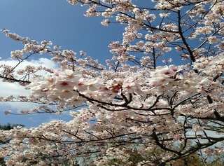 道後公園の桜