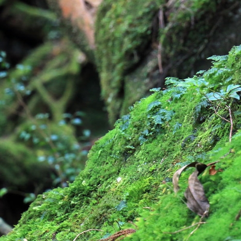 【白谷雲水峡】美しく神秘的な原生林を体感できます！