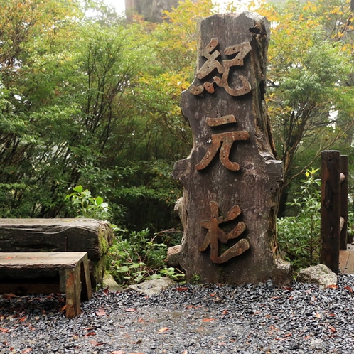 【紀元杉】屋久島を代表する樹齢3000年を越えると言われている巨木！