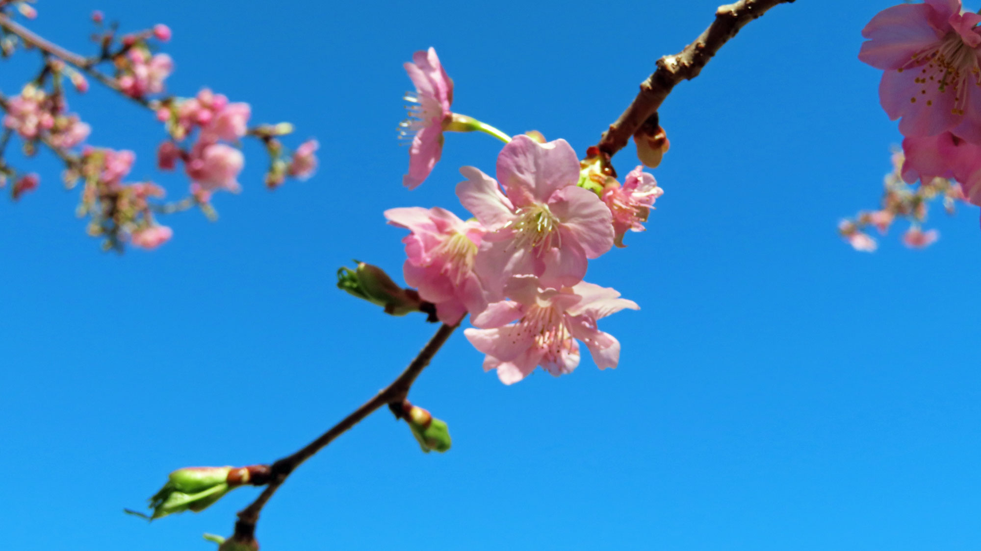 ２月中旬から咲き始める河津桜