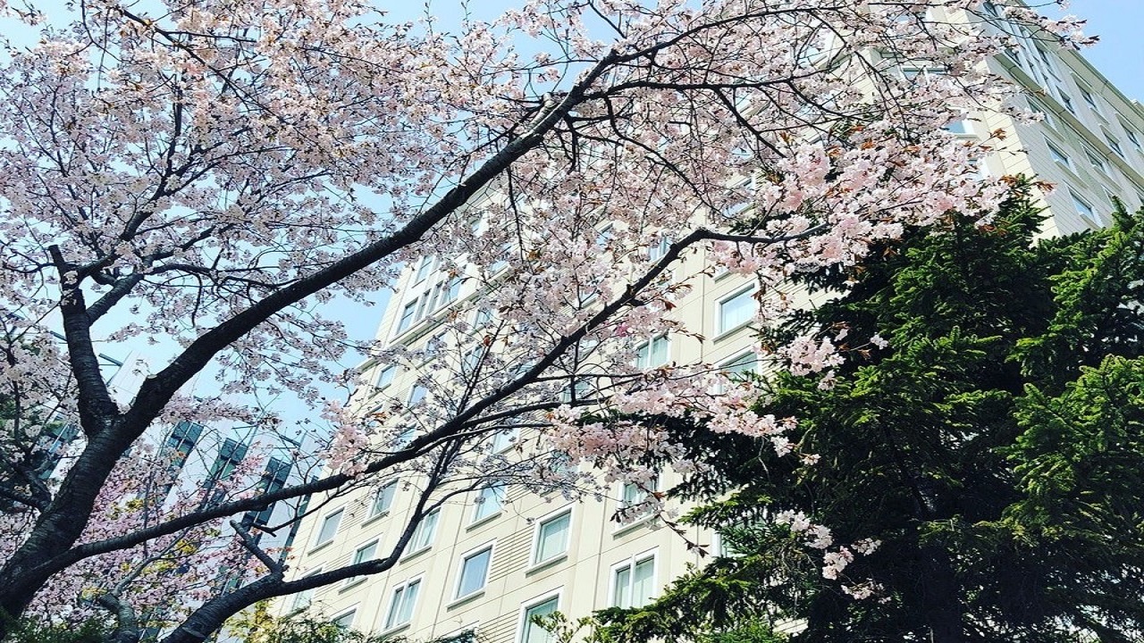 ホテル敷地内の桜　
