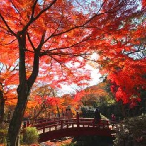 熱海梅園の紅葉は日本一遅い紅葉とも言われ、四季を通して楽しむことができます