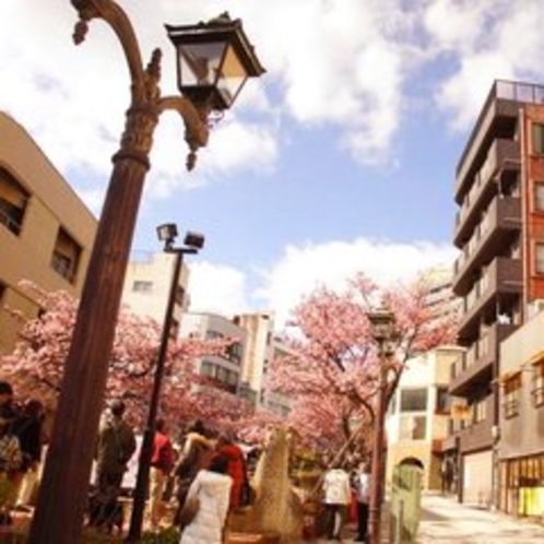 糸川桜まつり　毎年１月下旬から２月中旬まで早咲きの熱海桜を見ることができます