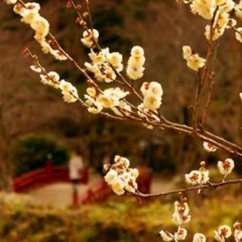 熱海梅園の梅は日本一早咲きの梅といわれ、４００本以上の梅があるため長い期間楽しむことができる