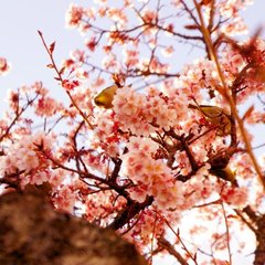 あたみ桜は糸川遊歩道で見ることができ、日本で最も早く咲く桜です　（車で７分　徒歩２５分）