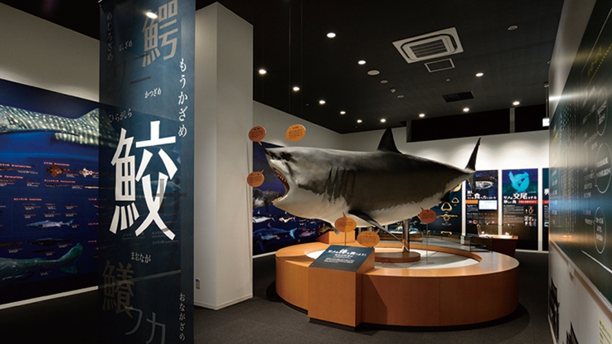 シャークミュージアム　日本で唯一のサメの博物館　車で20分