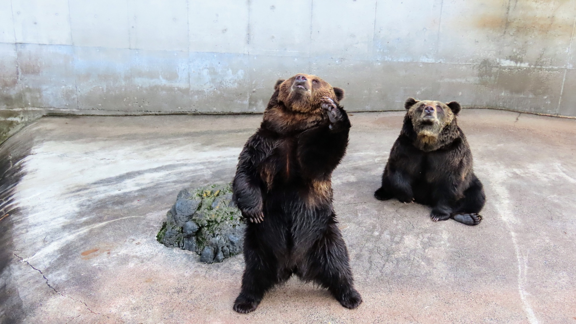 阿蘇カドリードミニオン