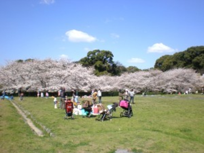 ■政庁跡桜