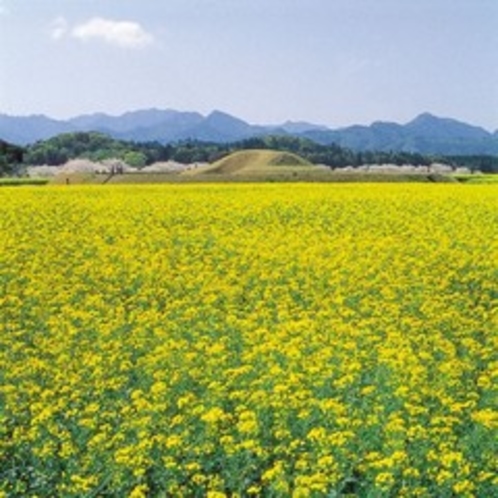 ◇西都原古墳群（お車で約40分）