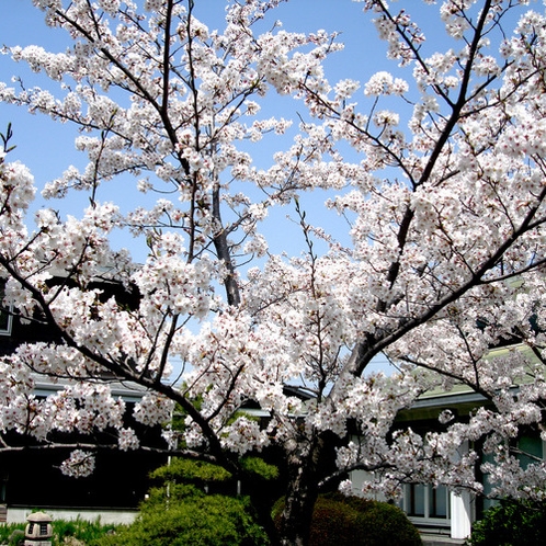 庭園内の桜