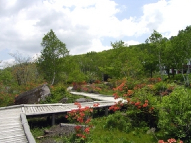 白樺湖畔遊歩道