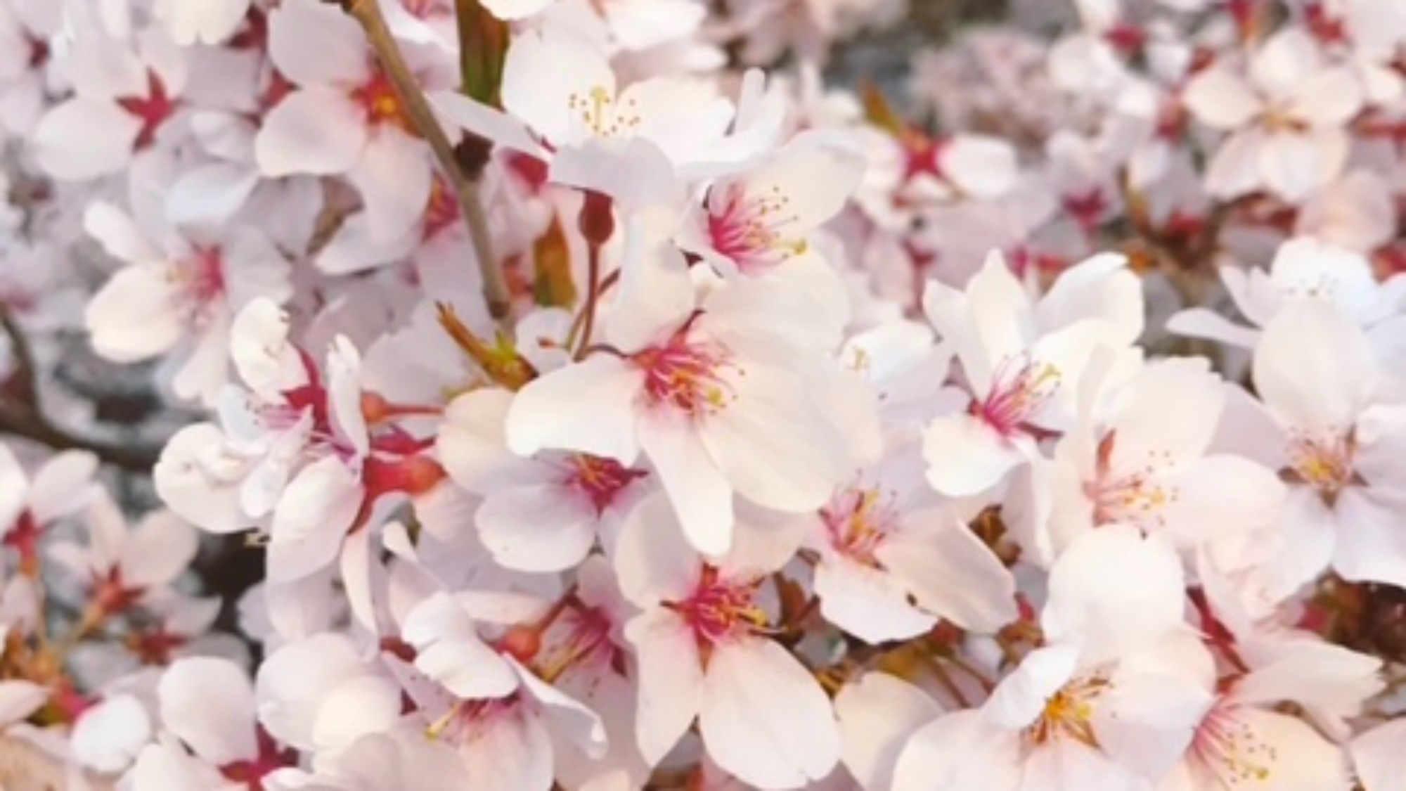 *高遠桜/春の信州を代表する高遠桜。例年4月上旬から中旬にかけて見頃を迎えます。