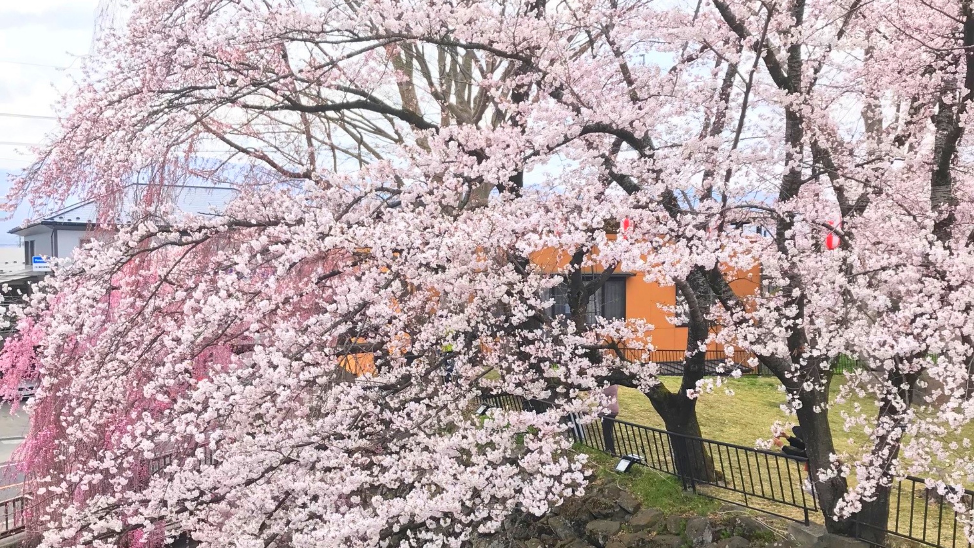 *諏訪 高島城/春の高島城を彩る満開の桜。ご家族みなさまで楽しめる春の名所です。