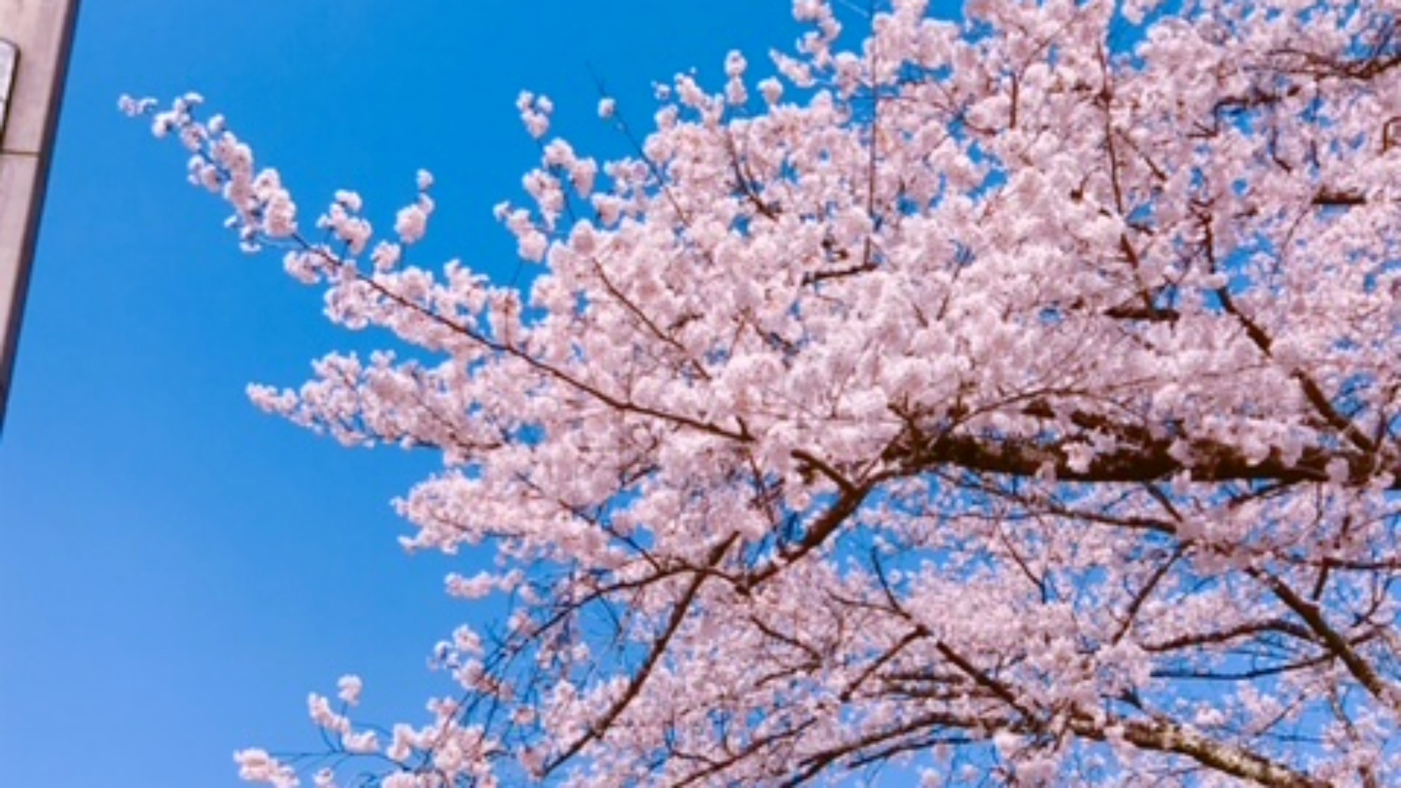 *茅野運動公園/青空と桜のコントラストが美しい、春の茅野運動公園。お子さまとのお散歩にもぴったり。