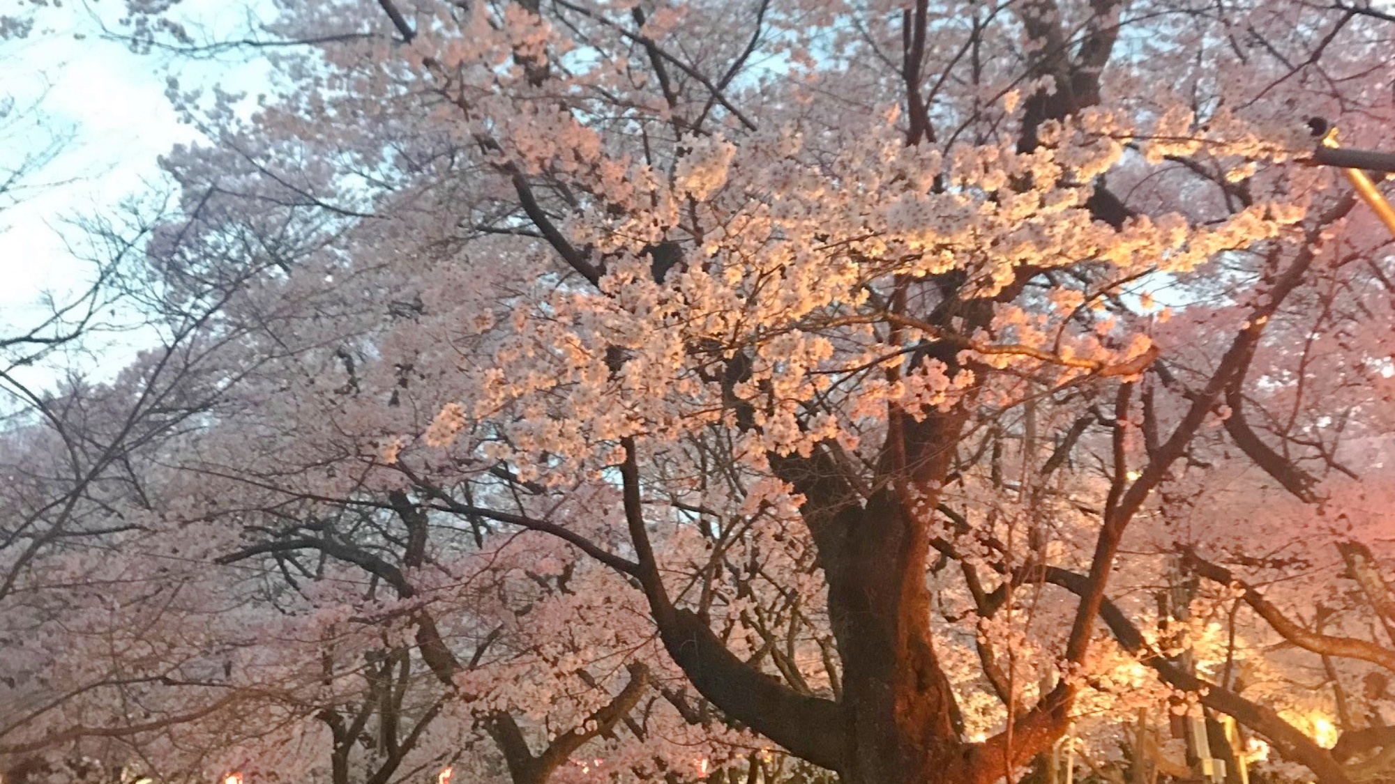 *高遠桜/春の信州を代表する高遠桜。夕暮れからは幻想的なライトアップもお楽しみいただけます。