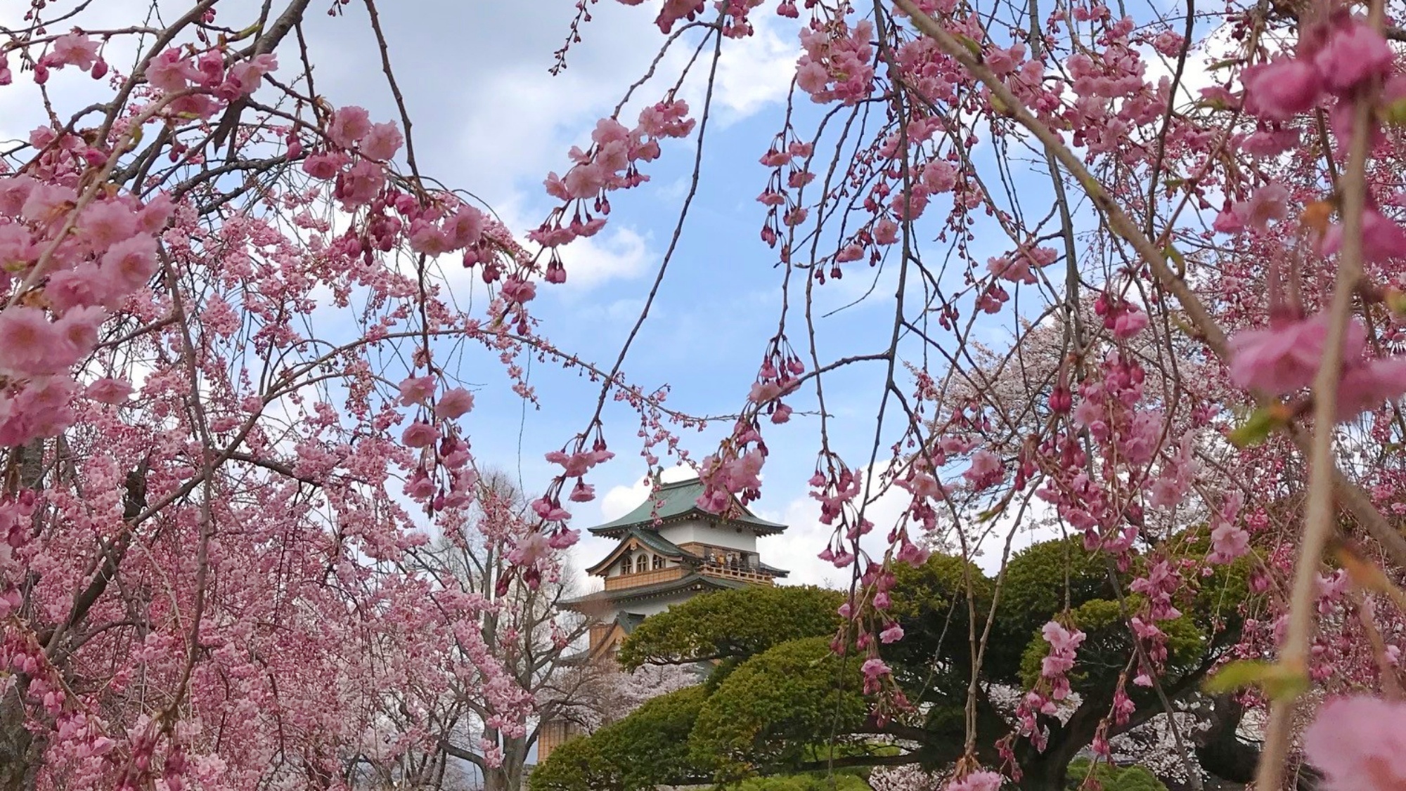 *諏訪 高島城/桜越しに望む高島城は、春ならではの絶景。お城と桜の美しい共演をお楽しみください。