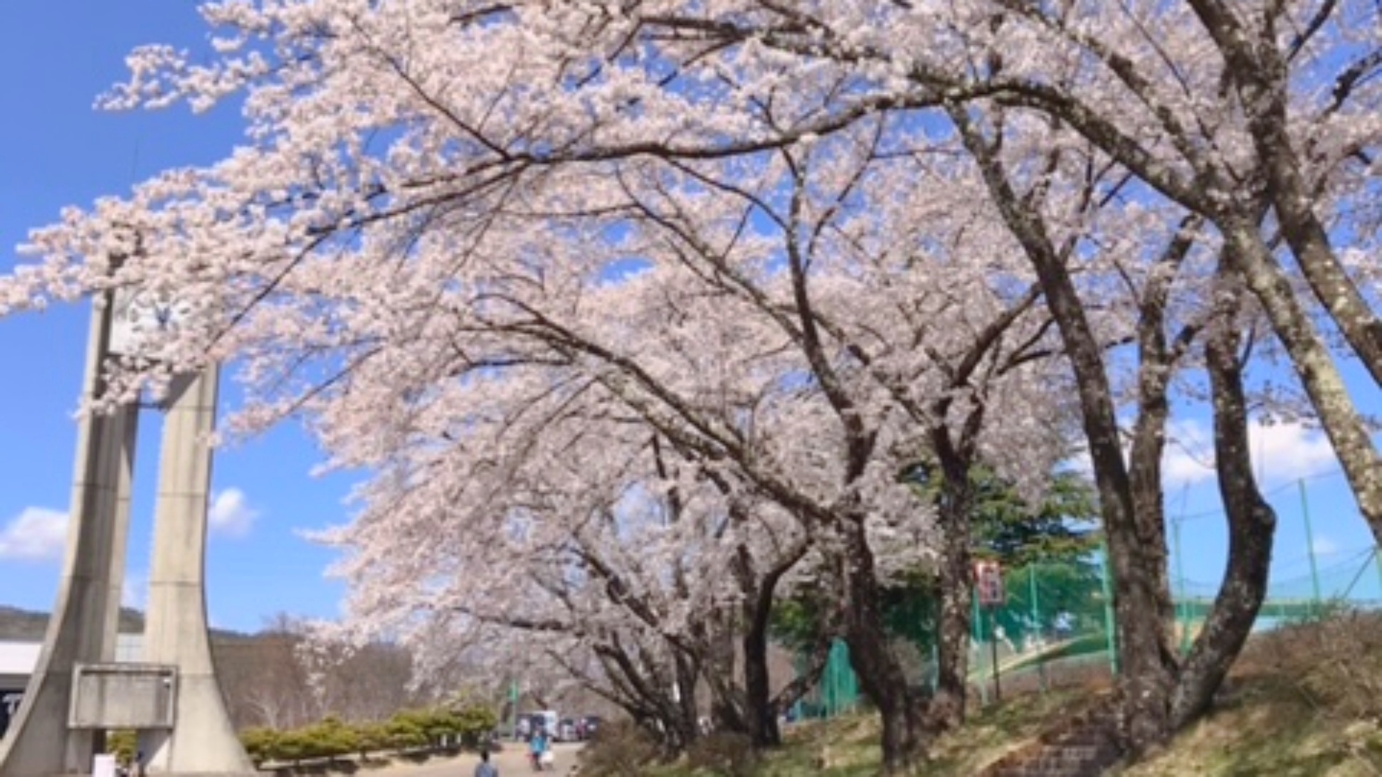 *茅野運動公園/青空に映える桜並木。公園がやさしい春色に包まれます。