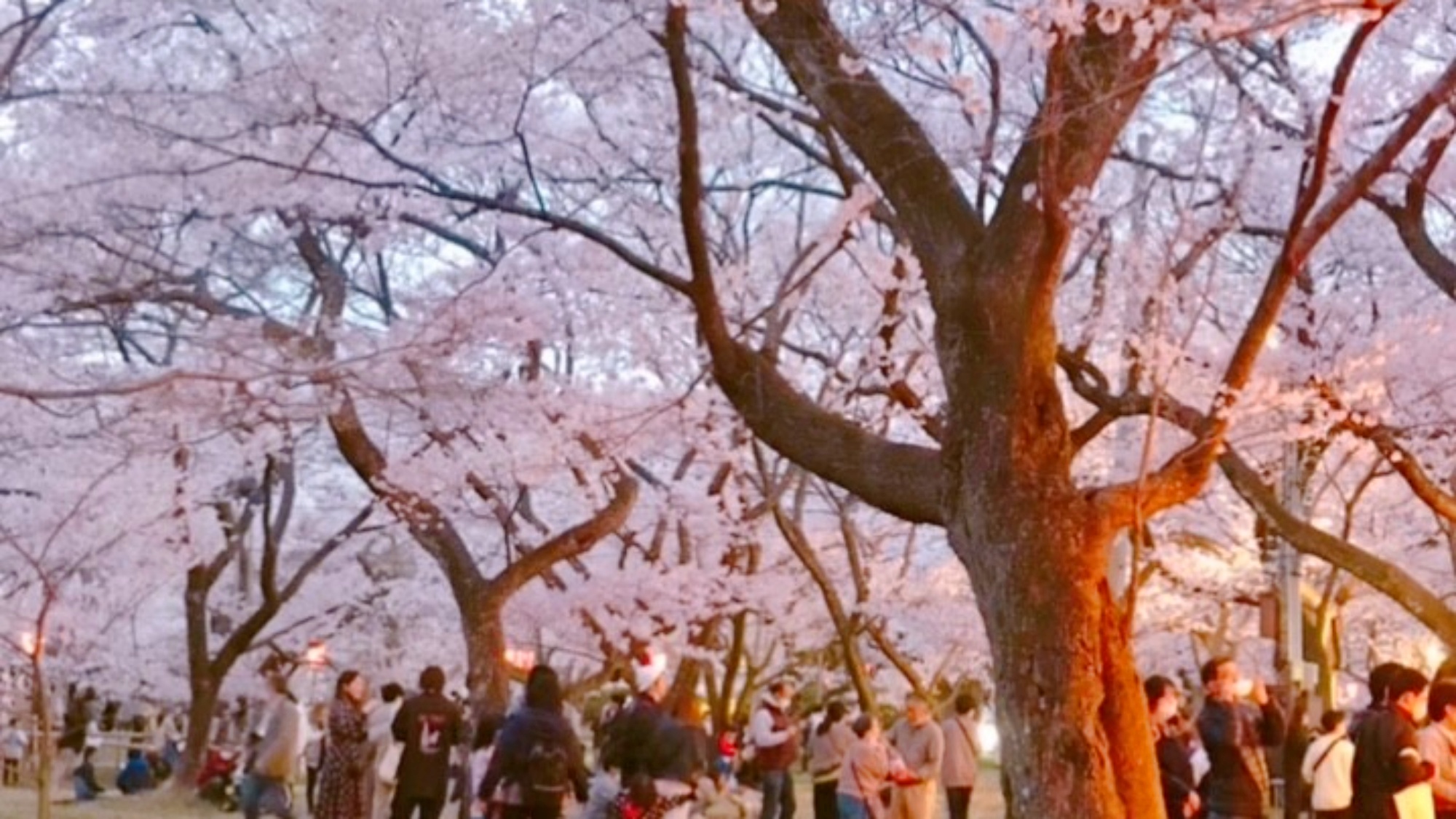 *高遠桜/夕暮れからは幻想的なライトアップがご覧いただけ、昼間とは異なる表情を演出します。