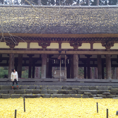 新宮熊野神社　長床（喜多方市）国の重要文化財に指定されており、樹齢600年の大イチョウの見ごたえは圧巻