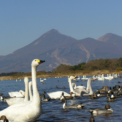 猪苗代湖は白鳥の飛来地。シベリアから渡ってくる。多い時で3000羽が集まる。（当館より車で約40分）