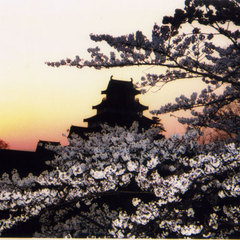 鶴ヶ城は桜の名所100選のひとつ