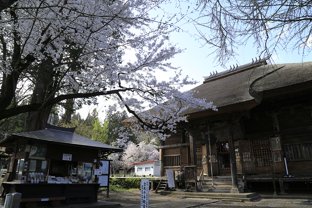 会津坂下町　立木千手観音　会津五桜のひとつ「杉の糸桜」が。立木仏としては日本最大級！国重要文化財