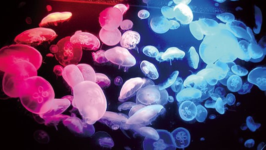 水族館チケット付★カニ食べ放題開催中！庄内めぐみのバイキング★