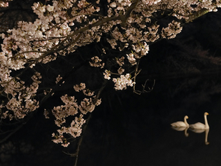 鶴岡公園の夜桜