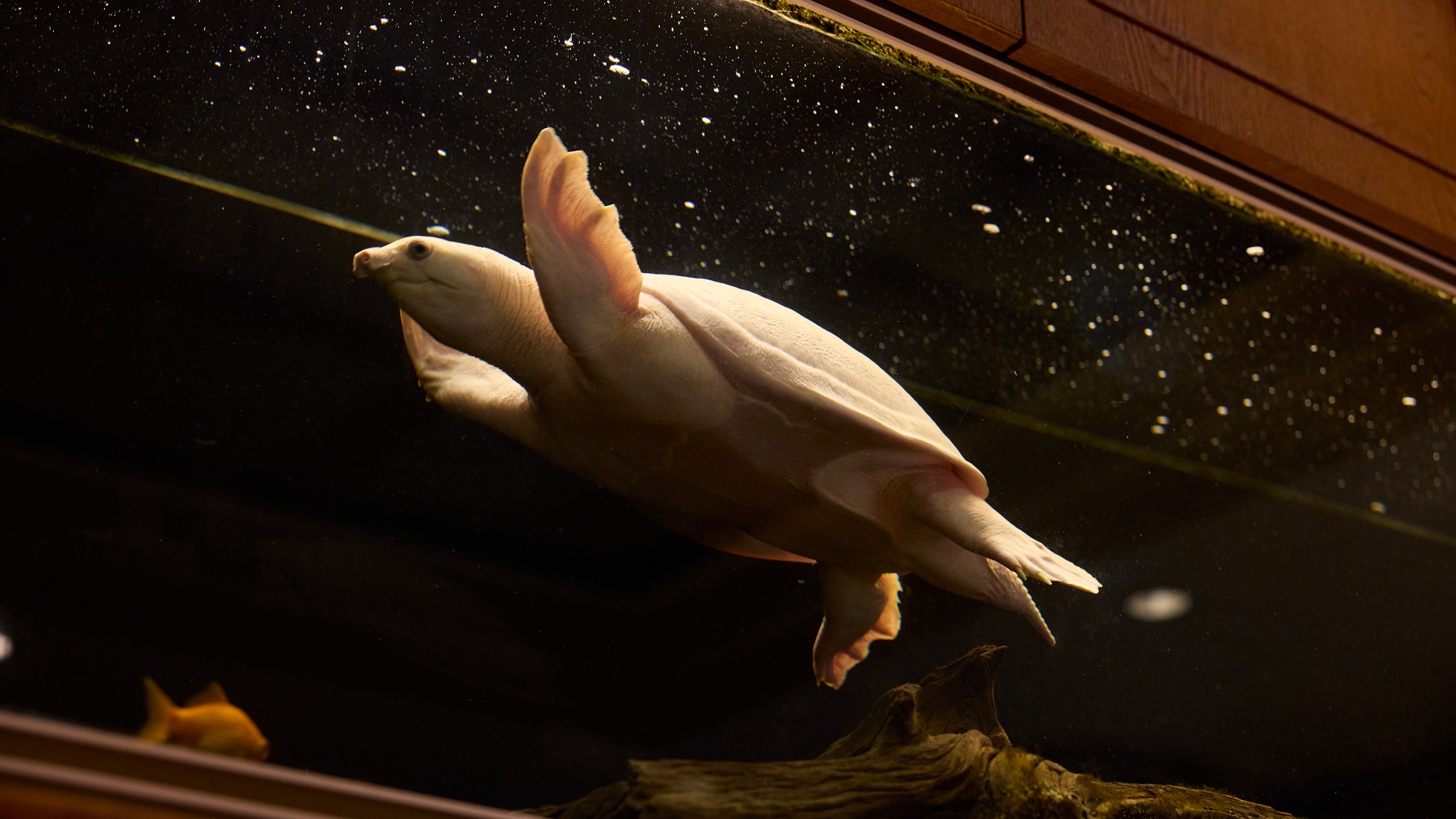 わかみずのアイドル　スッポンモドキがお出迎え 