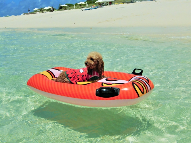 愛犬海遊び