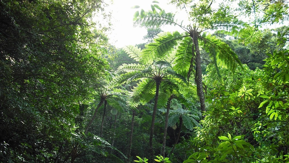 【直前割｜素泊まり】直前予約でお得！快適に楽しむ奄美旅の直前限定お得ステイプラン