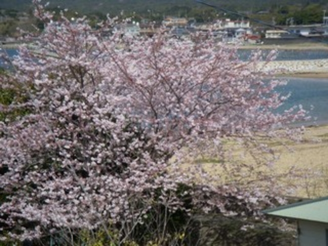 桜とあさり浜